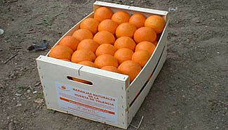 naranjas.jpg