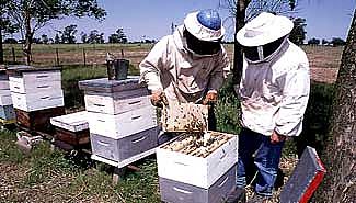 apiculturavejas.jpg
