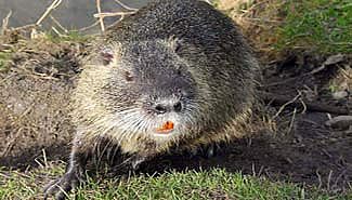 nutria.jpg