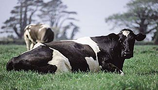 Vaca.jpg