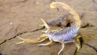 alacranescorpion.jpg