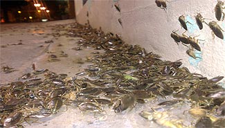 InvasionInsectos2009.jpg