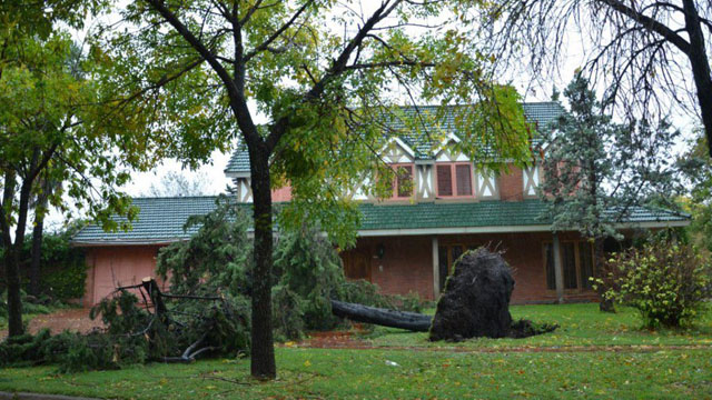 CsaArbolRamirezTemporal.jpg