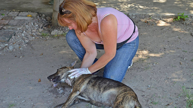 PerroMuertoSantaElena.jpg