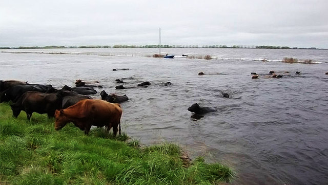 InundacionesCampoVacasRio.jpg