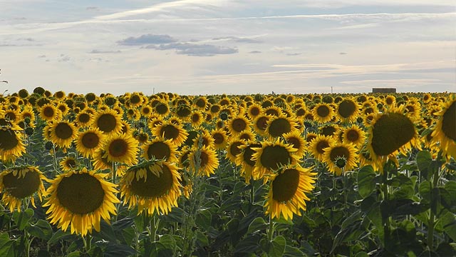 Girasol.jpg