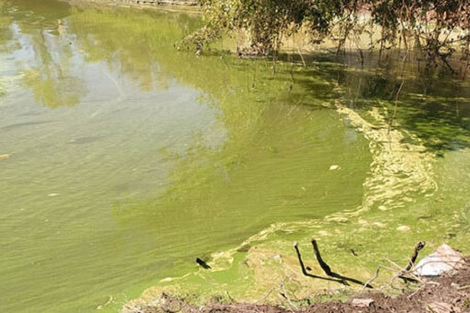Algas en el río