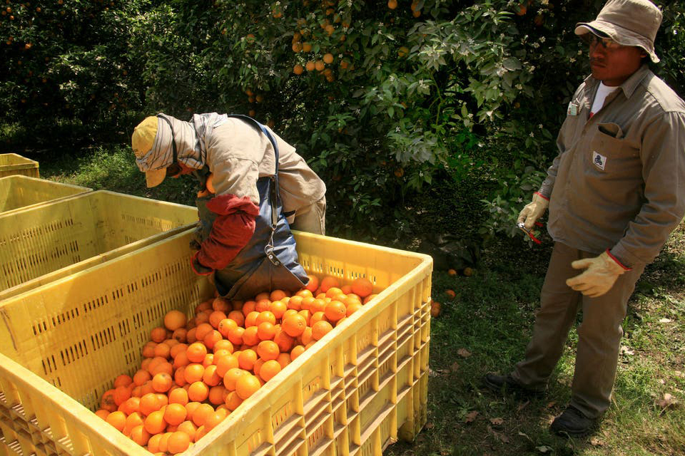 Naranja