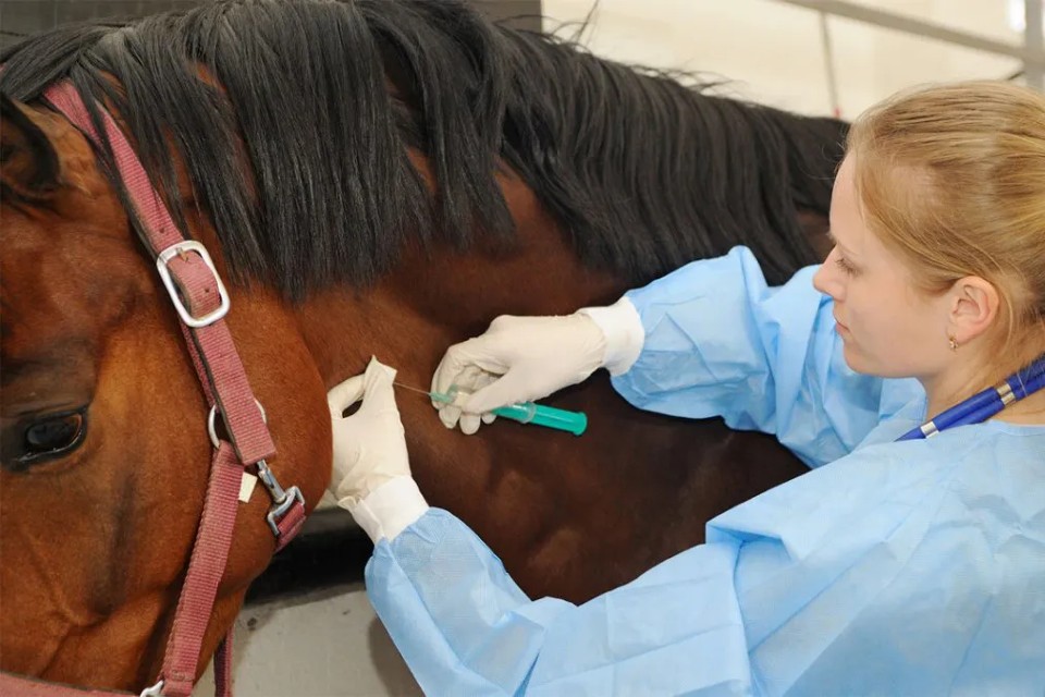 Cómo funciona el tratamiento de suero equino