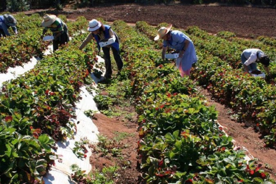 Promueven acciones para fortalecer la agricultura familiar
