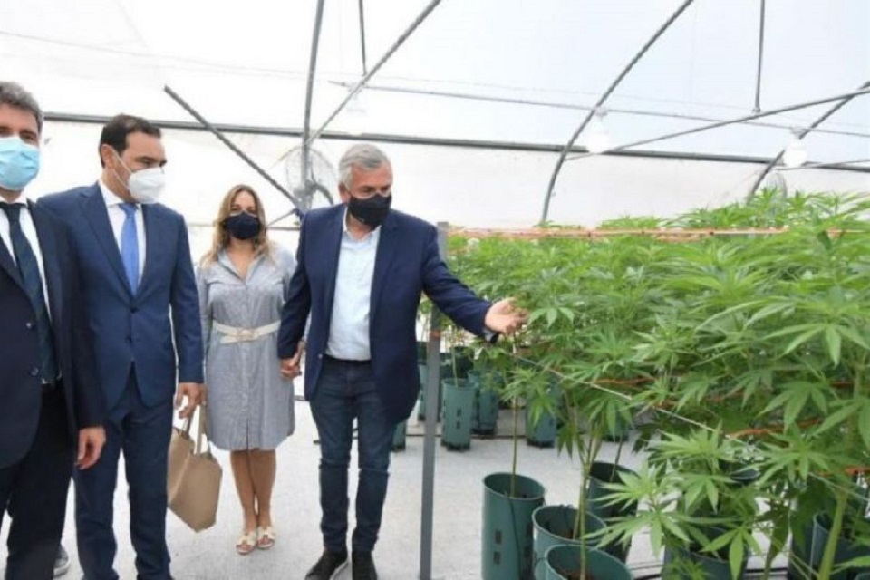 gerardo-morales-muestra-las-plantas-de-cannabis-1127506