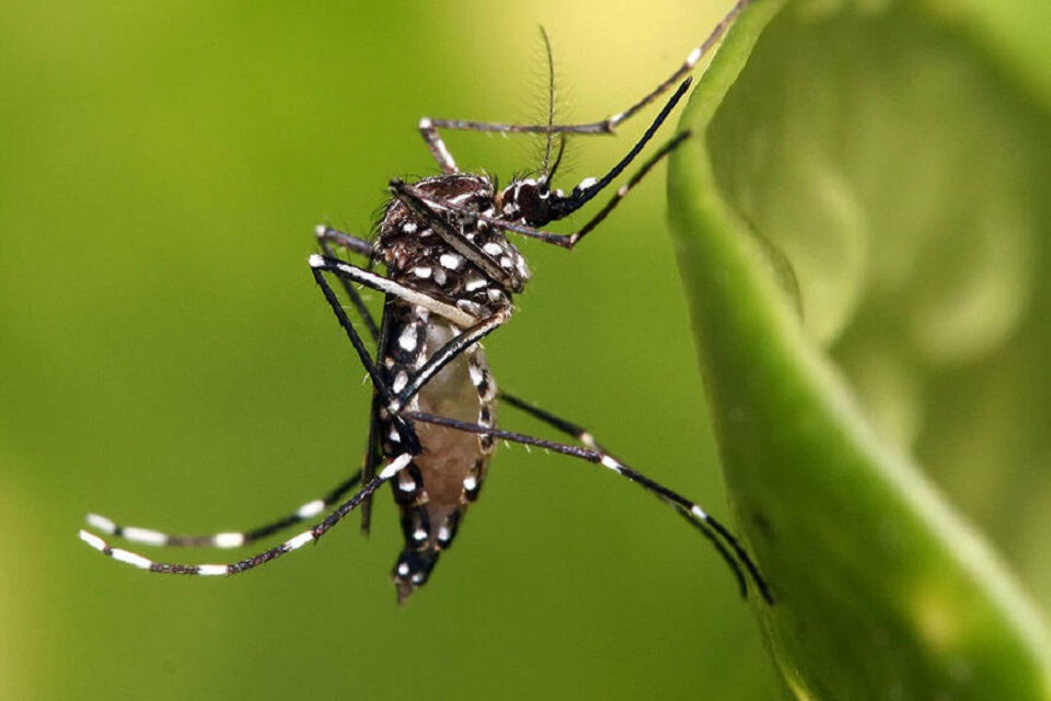 dengue