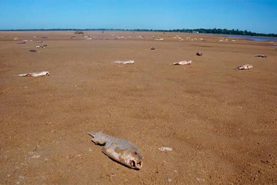 rio seco peces muertos parana