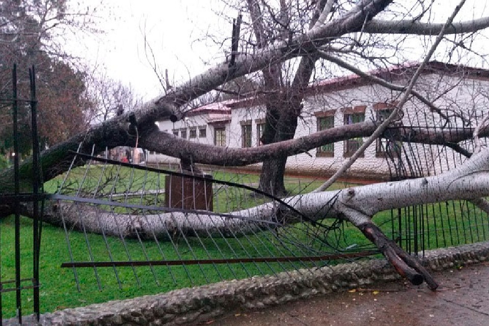 caida de arboles tormenta 