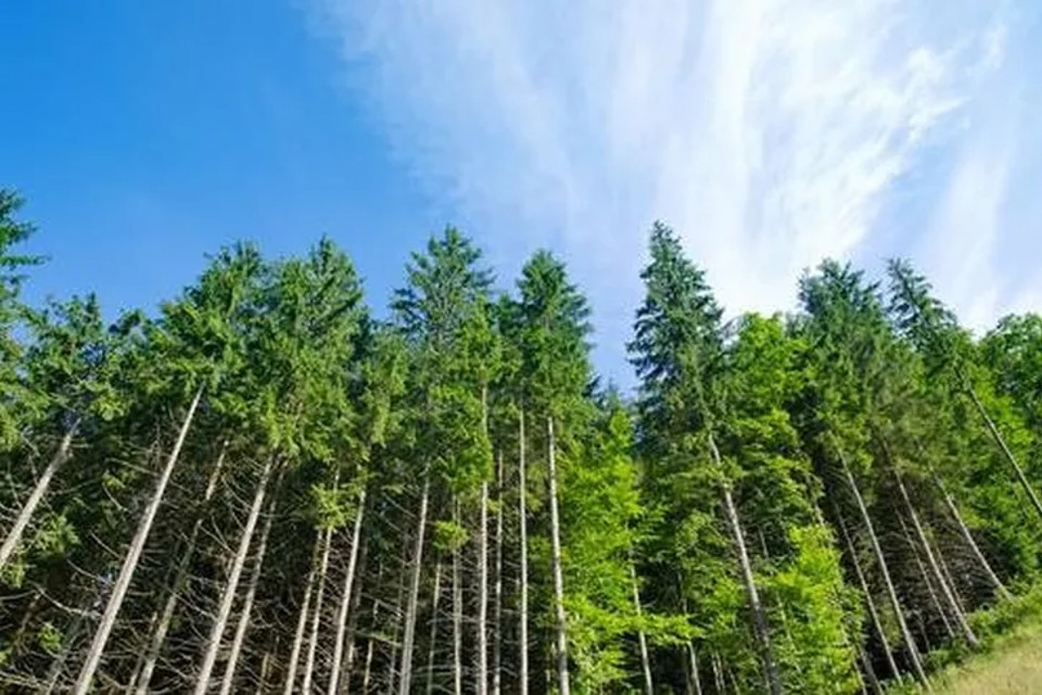 produccion forestal madera