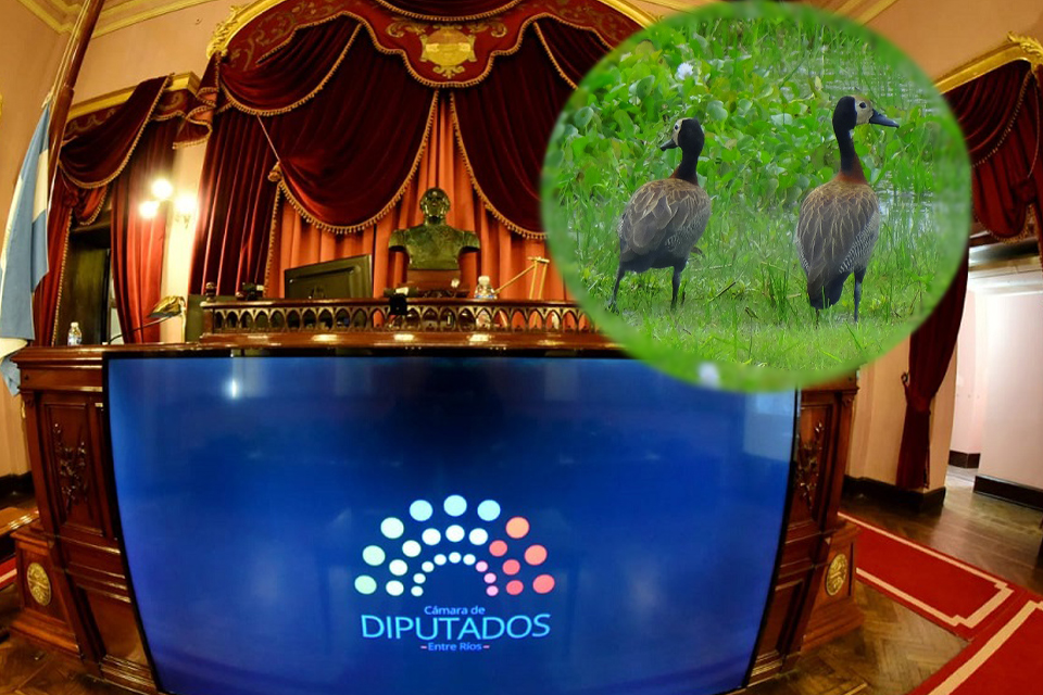 aves diputados