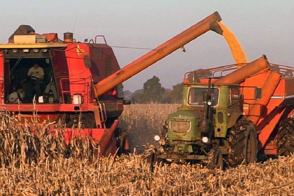 campo cosecha siembra maiz