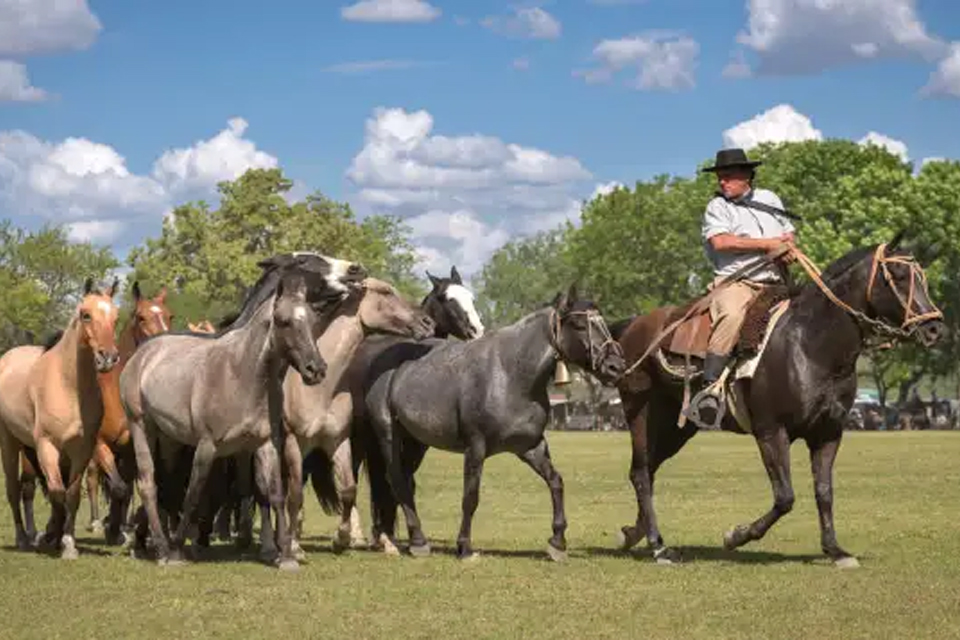 caballos campo