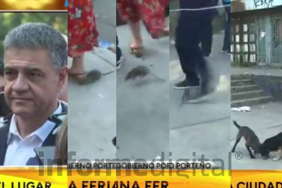 rata macri insolito