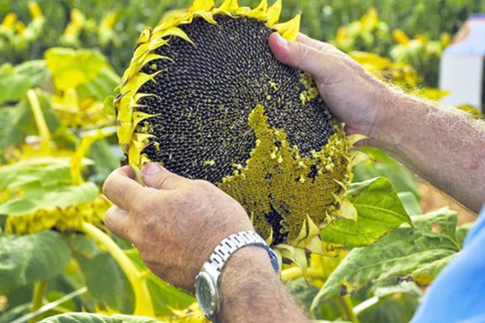 Girasol