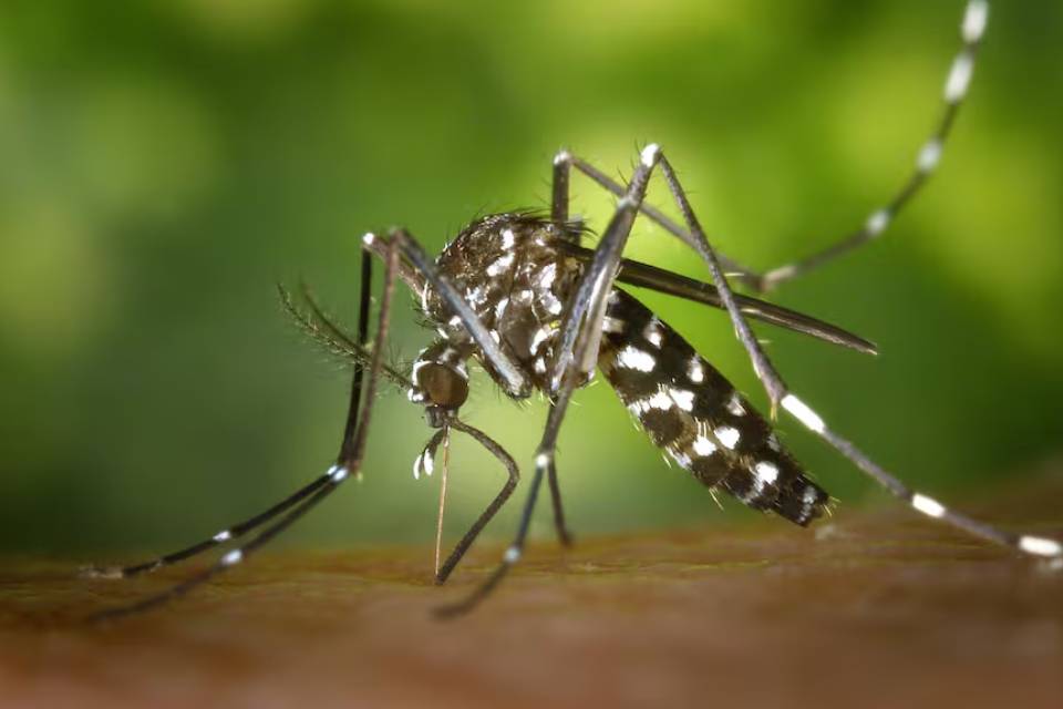 dengue aedes mosquito