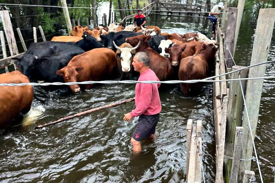 vacas inundacion