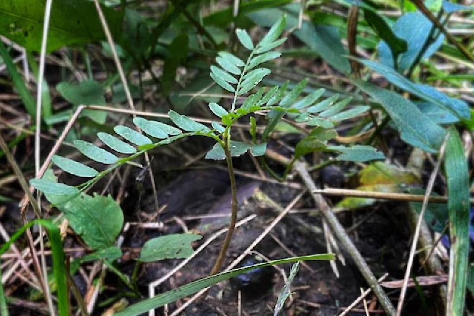 ecosistema medioambiente verde arbol