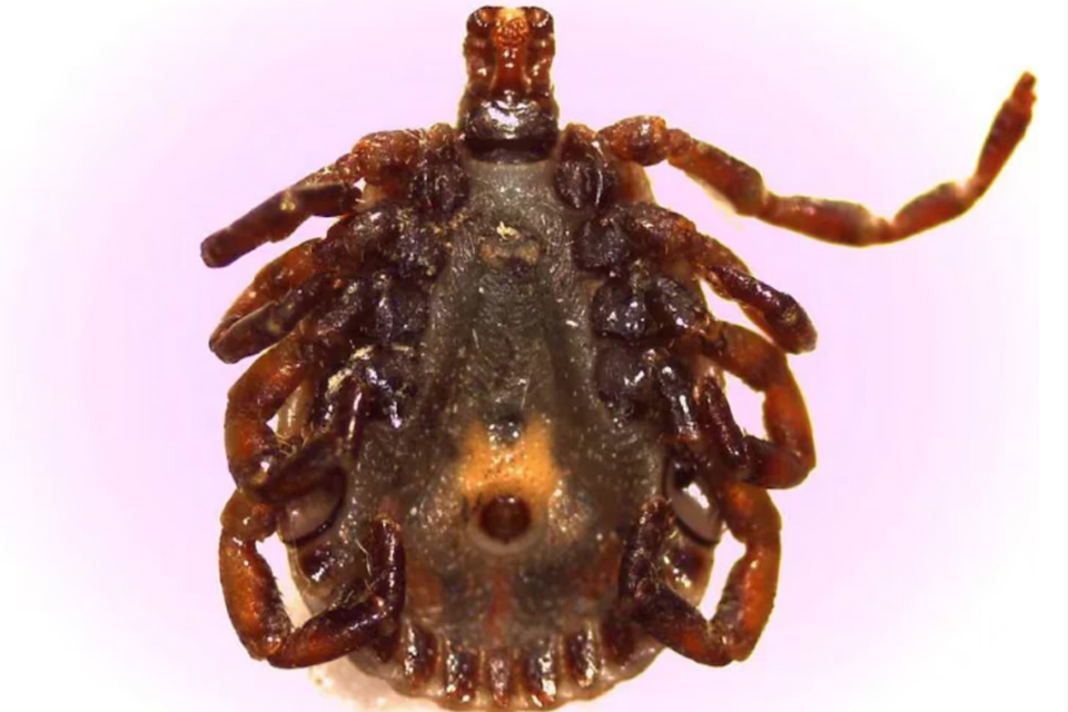 Garrapata